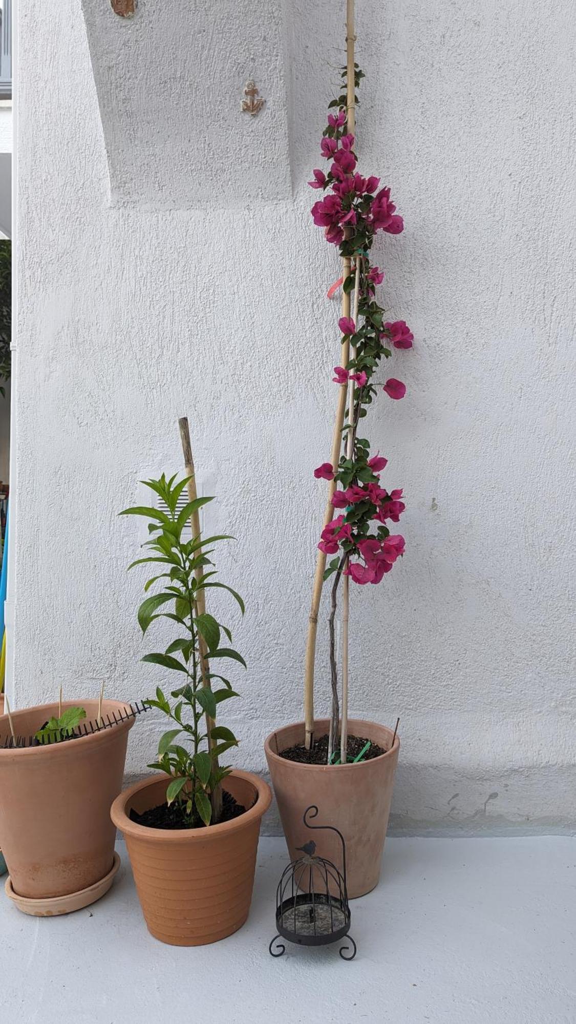 The Botanist Guesthouse Skopelos stad Exteriör bild